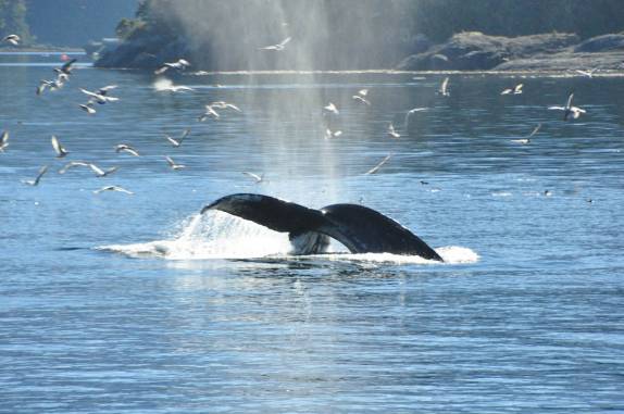 Movimentação de baleia atrai muitos pássaros durante passeio de barco em Telegraph Cove, na Vancouver Island, na Columbia Britânica, costa oeste do Canadá